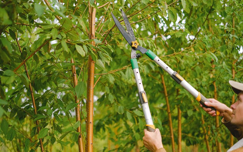 Tree trimming in Tendoy, ID