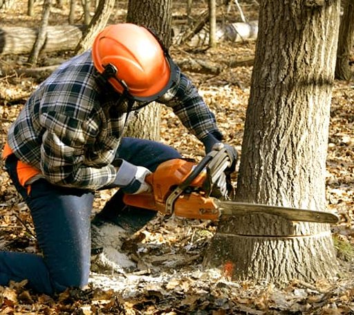 Tree Removal in Tendoy, ID